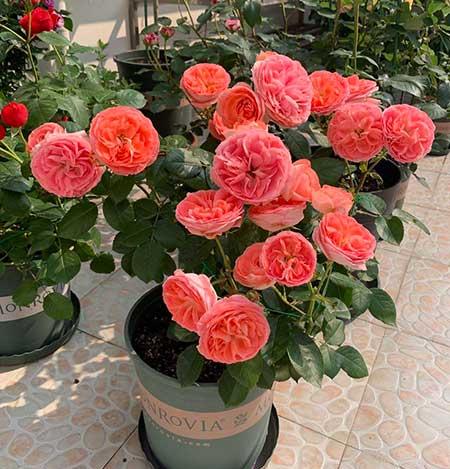 适合冬天室外养的花卉有哪些