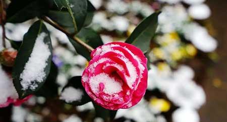 适合冬天室外养的花