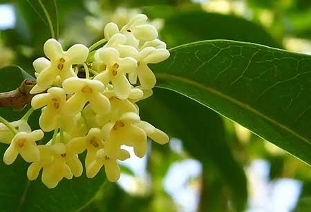 适合冬天室外养的花