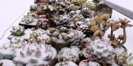 适合冬天室外养的花