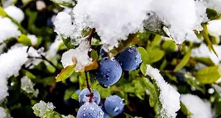 适合冬天室外养的花