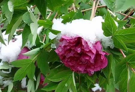 适合冬天室外养的花