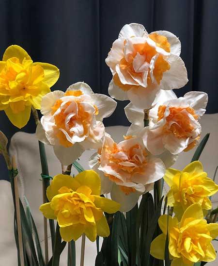 适合冬季养的绿植