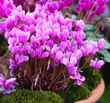 适合冬季养的绿植