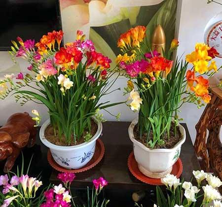 适合冬季养的绿植