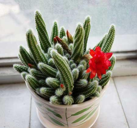 适合冬季养的绿植