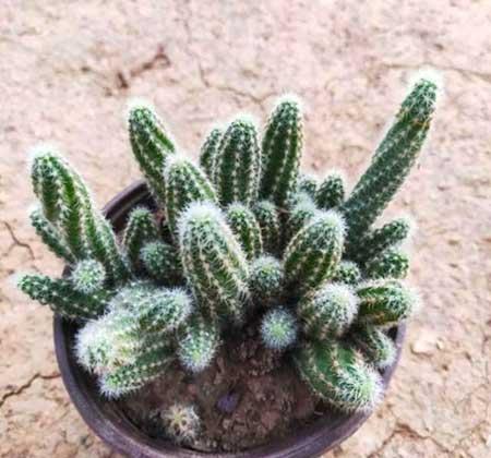 适合冬季养的绿植