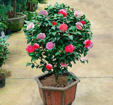 适合冬季养的绿植