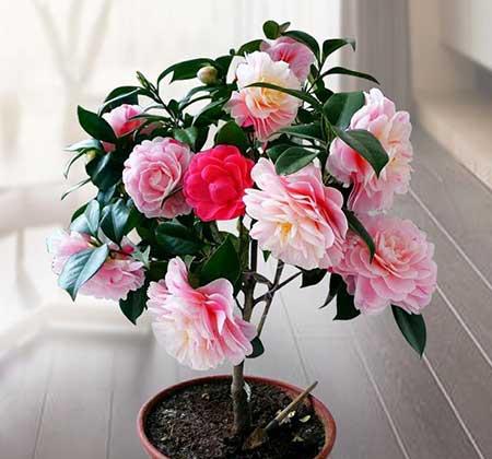 适合冬季养的绿植