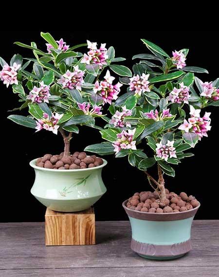 适合冬季养的绿植