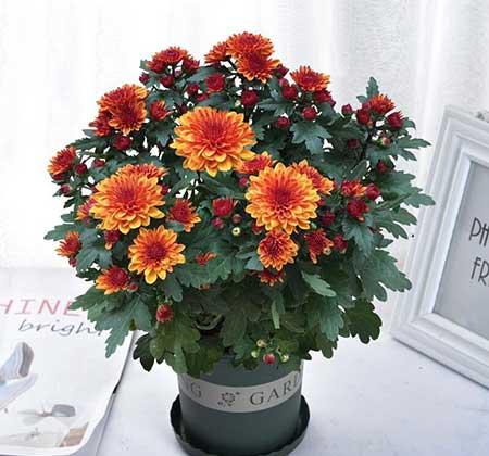 适合冬季养的绿植