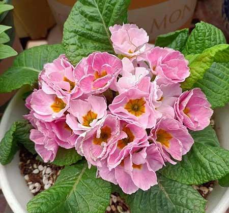 适合冬季养的绿植