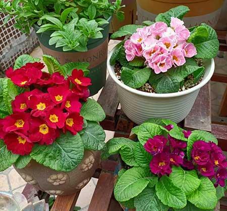 适合冬季养的绿植