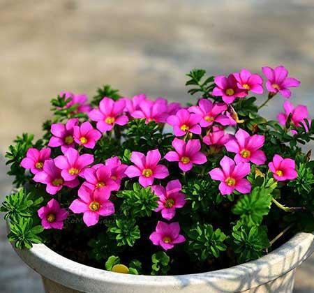 适合冬季养的绿植