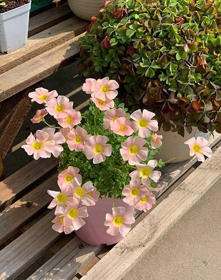 适合冬季养的绿植