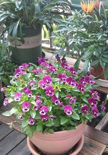 适合冬季养的绿植