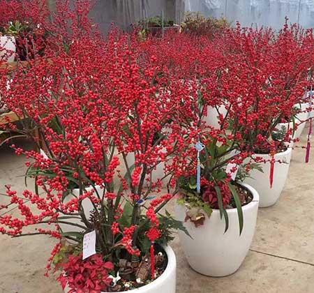 适合冬季养的绿植