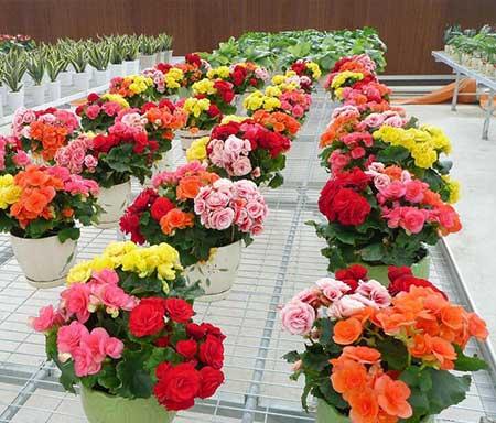 适合冬季养的绿植