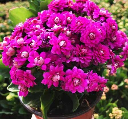 适合冬季养的绿植