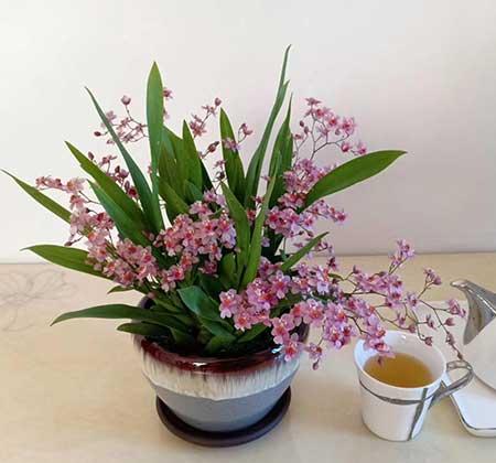 适合冬季养的绿植