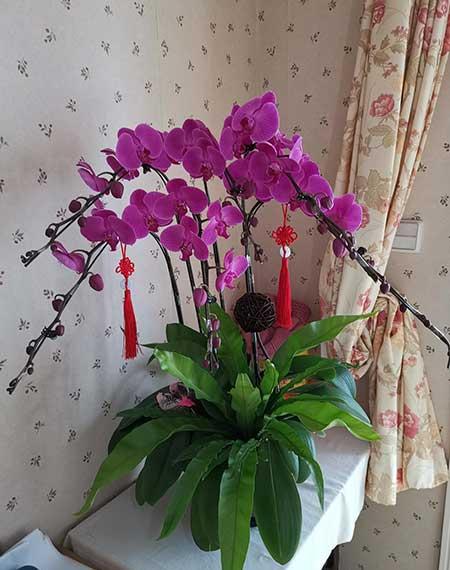 适合冬季养的绿植