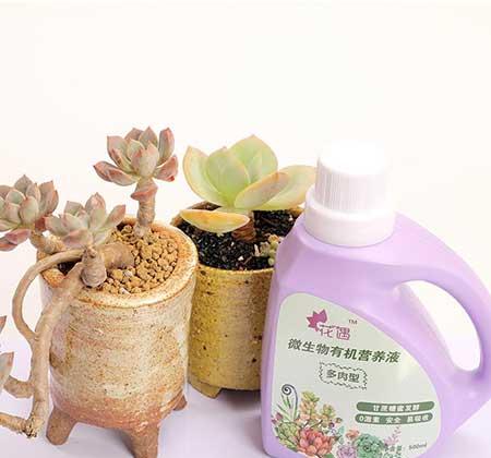 蓝精灵盆栽怎么养