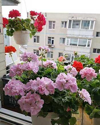 适合窗台养的植物