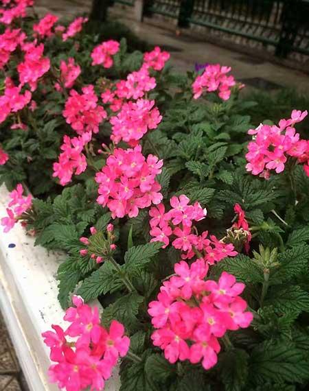 适合窗台养的植物