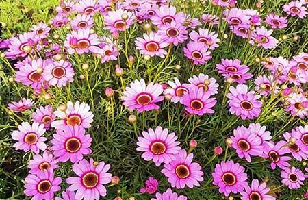 适合窗台养的植物