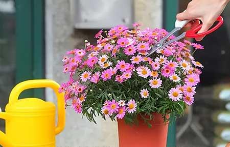 适合窗台养的植物