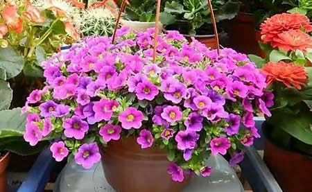 适合窗台养的植物