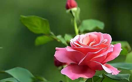 适合窗台养的植物