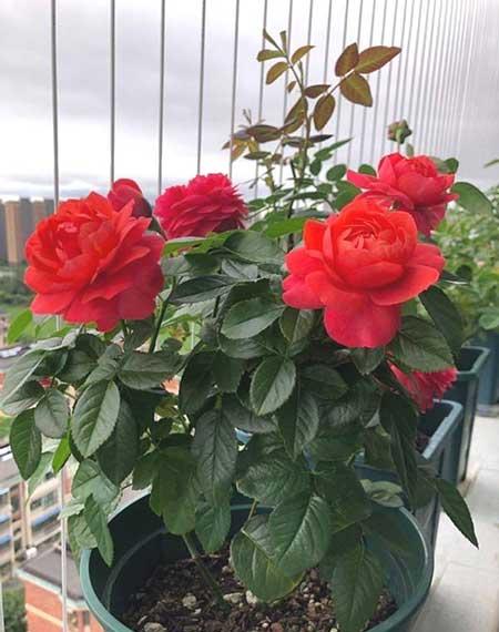 适合窗台养的植物