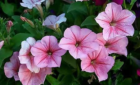 适合窗台养的植物