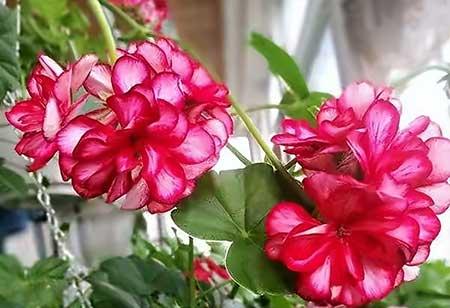 适合窗台养的植物