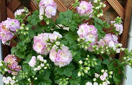 适合窗台养的植物