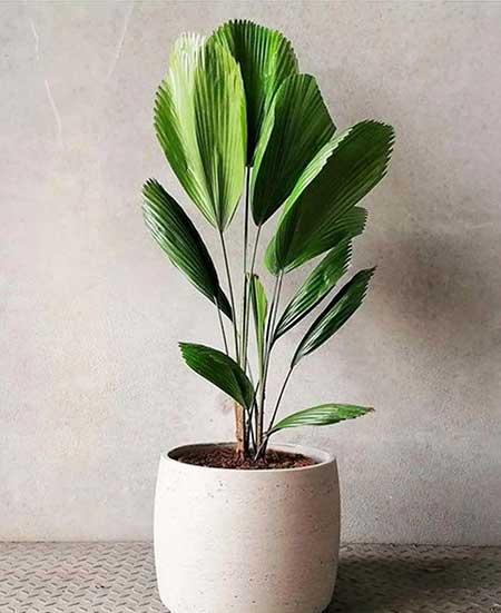 适合常年室内养的花