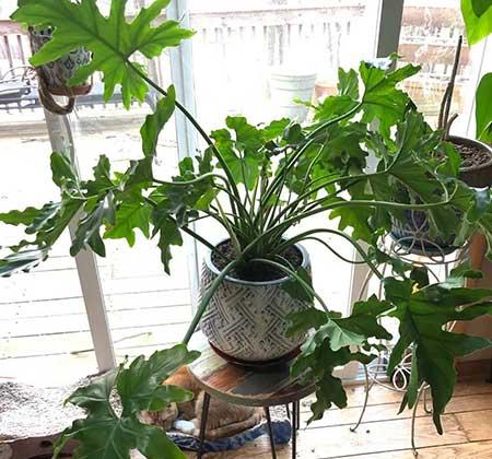 适合常年室内养的花