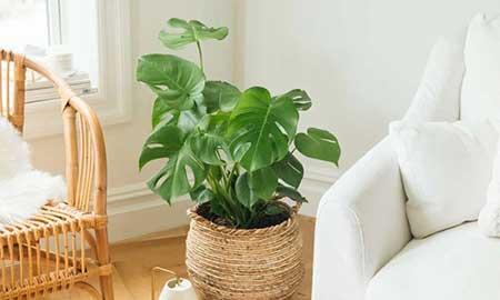 适合常年室内养的花