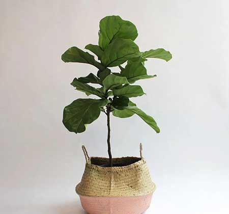 适合常年室内养的花