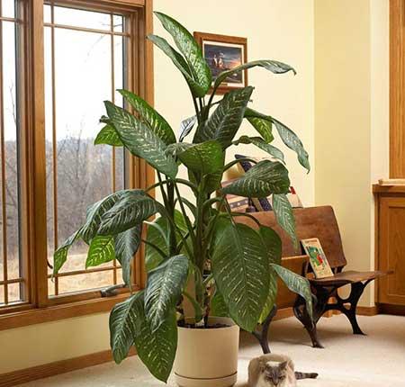 适合常年室内养的花