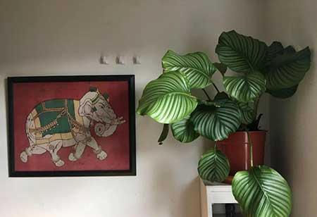 适合常年室内养的花