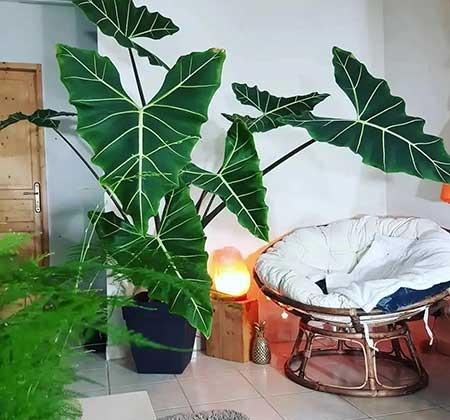 适合常年室内养的花