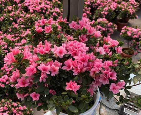 适合北方养的木本花卉