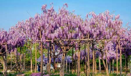 适合北方养的木本花卉