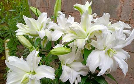 适合北方养的木本花卉