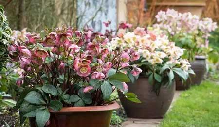 适合北方养的木本花卉