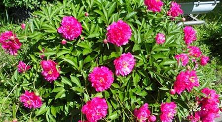 适合北方养的木本花卉