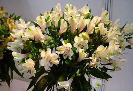 适合北方养的木本花卉