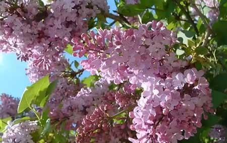 适合北方养的木本花卉